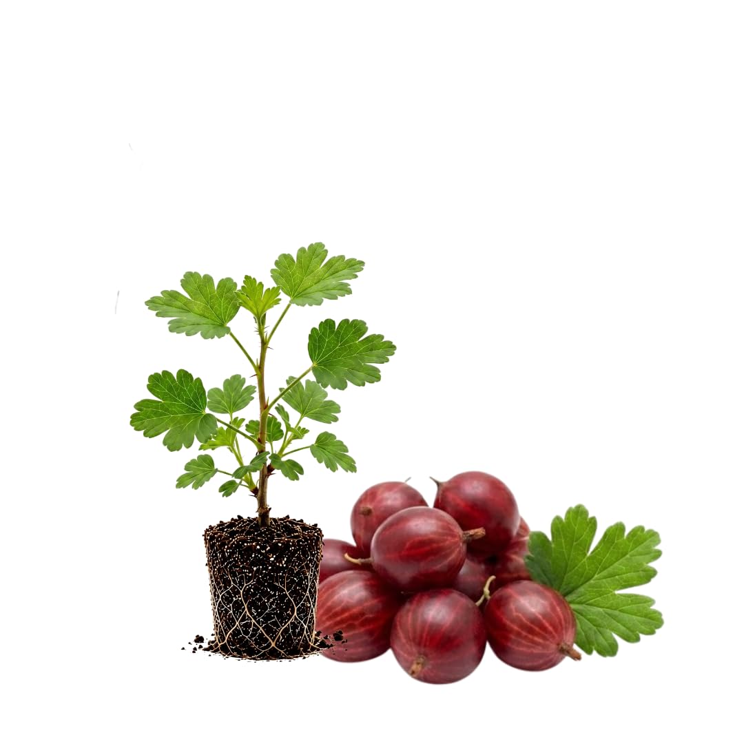 Red Gooseberry Live Plant, Berry Plant, 5-7 Inch Tall