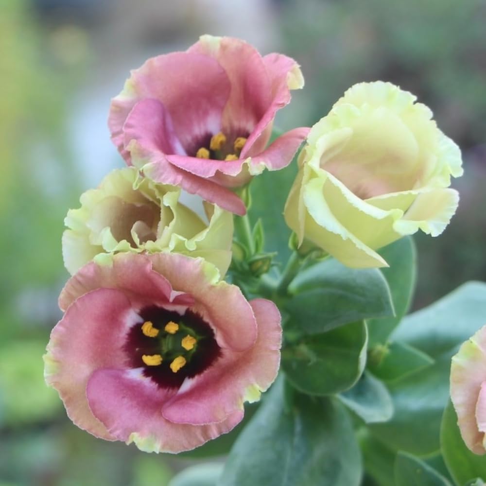 Sets 2 Chocolate Brown Lisianthus Eustoma Live Plants, Plug Size, Well-Rooted, Texas Bluebell, Thornless Love Rose Plant, Spring to Fall Bloom, 2-4" in Tall Starter