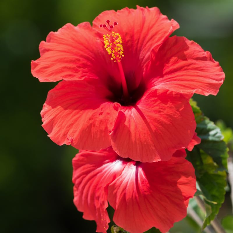 3 Hardy Hibiscus Plants Live, Well Rooted Hibiscus Flower 4-7'' Tall, Flowering Shrub for Garden or Containers Planting (Red)