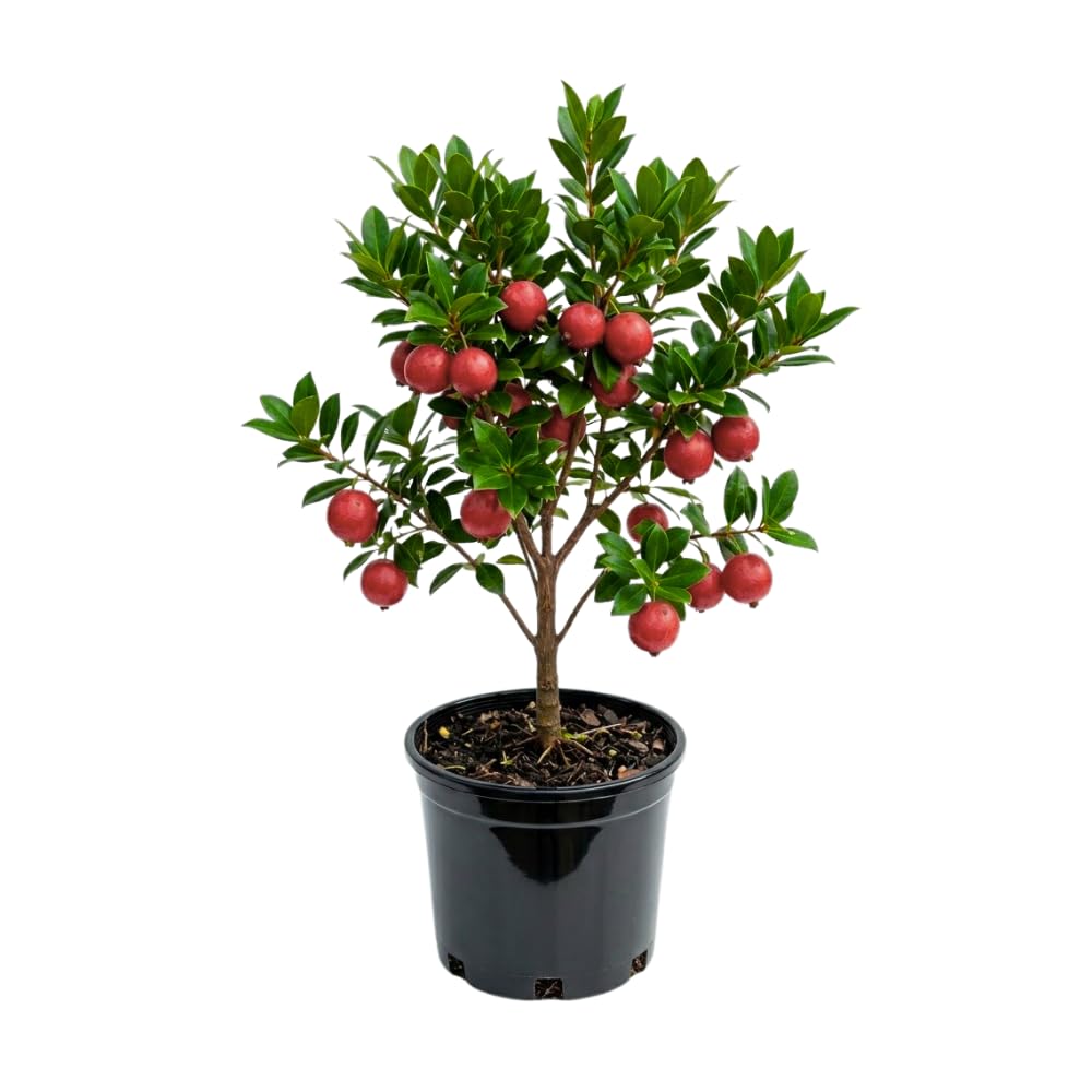 Strawberry Guava Tree Live Plant, Guava Plants Live for Planting, 3 Gallon Pot, 2-3 Feet Tall, Sweet Tropical Fruit Tree for Patio, Backyard and Outdoor Garden, No Ship to CA