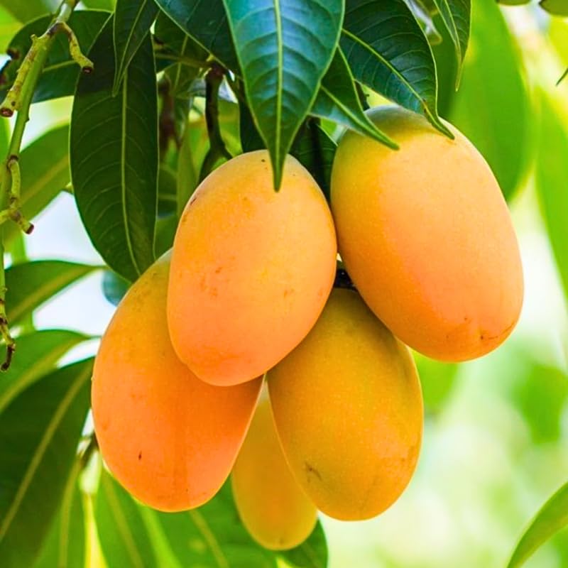 2 Years Old Mango Tree for Planting, Honey Mango Plant Grafted in 3 Gallon Pot, Sweet, Fast-Growing Tropical Tree Seedlings for Outdoor Garden