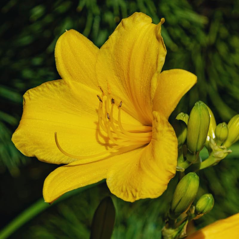 2 Live Plants Yellow Daylily for Planting, Yellow Daylilies Reblooming Annual Flower Plant for Outdoor