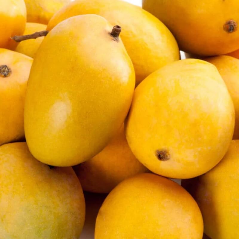 Very Sweet Mango Tree Live Plant, Fully Rooted in 3 Gallon Pot, Tropical Mango Fruit Tree for Indoor or Outdoor Growing