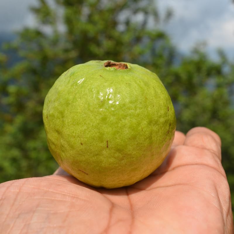 Ruby Guava Tree Live Plant in 3 Gallon Pot, Fragrant and Edible Guava Fruit Bearing Tree from 2 to 3 Feet Height, No Ship to CA