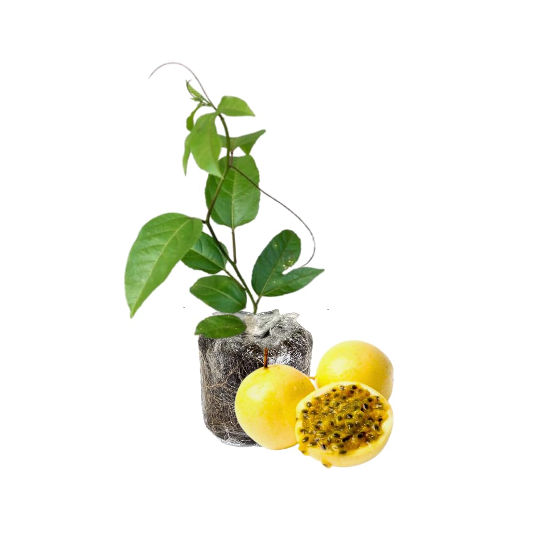 Set 2 Yellow Passion Plants Live, Passion Fruit Vine Live Plant, 4 to 6 Inc Long
