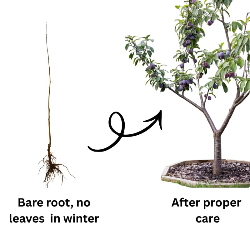 Purple Plum Tree Live Plant 3-4 Ft Tall, Ready to Bear Fruits, Sweet Plum Fruit Tree for Outdoor Growing