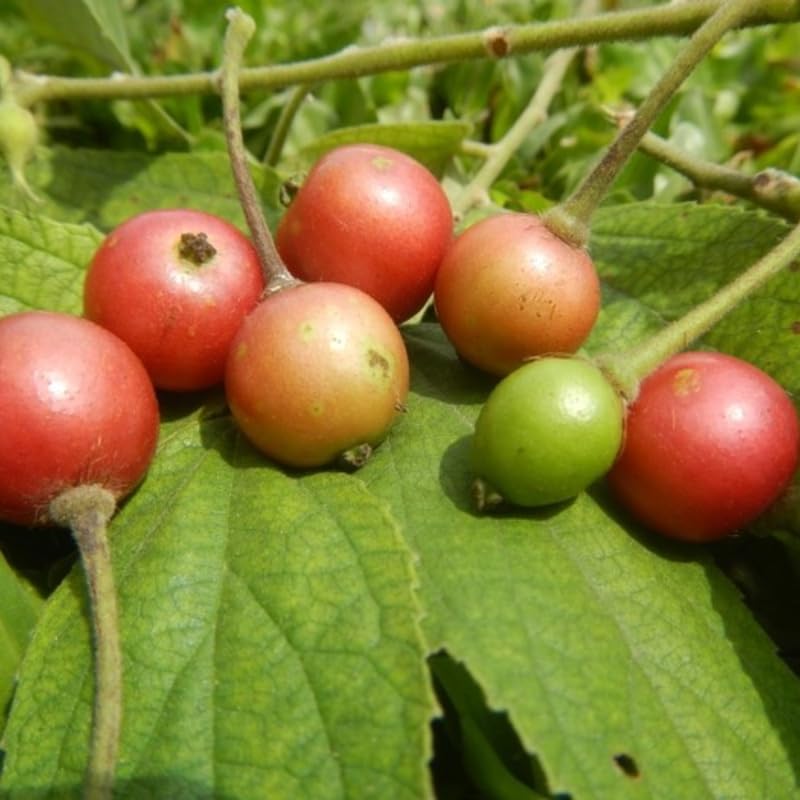 Rare Strawberry Jamaican Cherry Tree Live Plant, 4-6" Starter Tropical Fruit Tree, Sweet Berries, Easy to Grow, Cold Hardy
