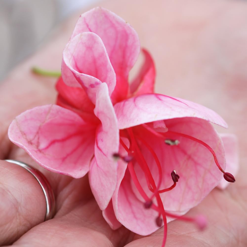 Pink Fuchsia Plant Live, Fuchsia Flower Plant, Indoor Outdoor Garden Planting, 2-4 Inches Tall