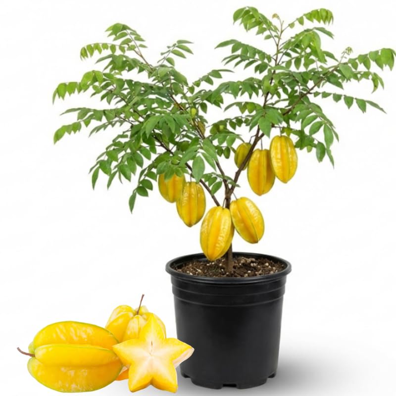 Yellow Starfruit Tree Live Plant - 2 Ft Tall Plant in 1 Gallon Pot, Tropical Carambola Fruit Tree for Outdoor Garden, Patio and Container Growing, No Ship to CA