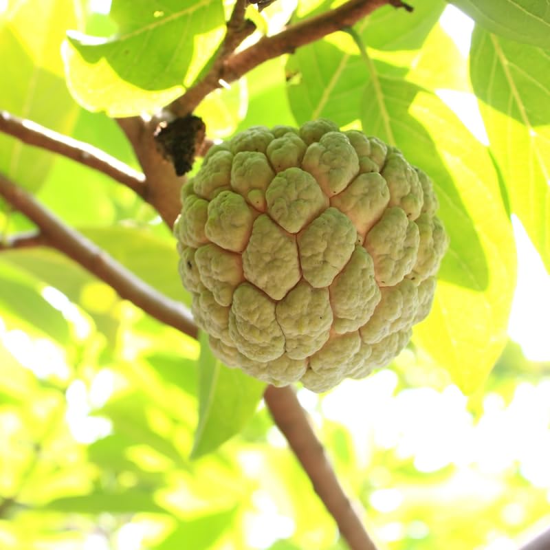 Sugar Apple Tree Plant, Annona Squamosa Sugar Apple Tree in 1 Gallon Pot, Ready to Grow, No Ship to CA