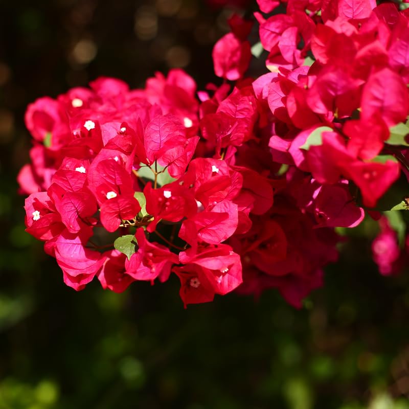 Set 2 Magenta Red Bougainvillea Plants, 5-8" Tropical Bougainvillea Plant Starter, Colorful Perennial Blooms, Live Well Rooted Plant