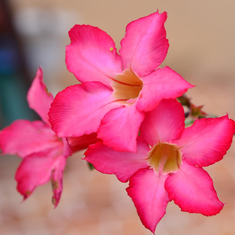 Adenium Desert Rose Plant, Starter Desert Rose for Planting Indoor Outdoor, 4-6 Inches, Flowering Succulent Seedling (Pink Blooms)