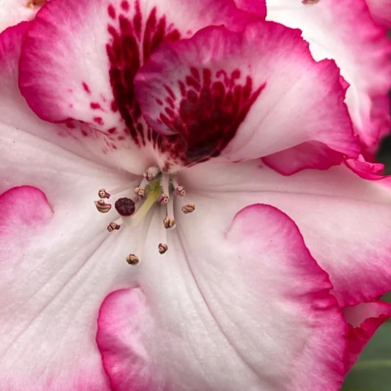 Vivid Pink White Rhododendron Plant Live, Azalea Plants, Rhododendron Azalea Bushes Ready to Plant, Live Shrubs for Outdoor Planting