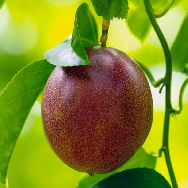 Purple Passionfruit Tree Live Plant, Passion Fruit Vine for Planting, 4-8 Inches Tall