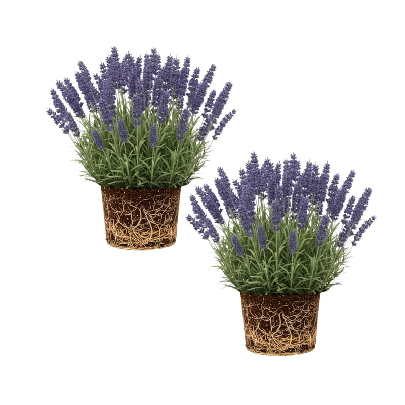 Set 2 Phenomenal Lavender Plants Live, Fragrant Lavender Herb Plant for Border and Container Growing, Perennial Lavenders Plugs 3-5'' Tall