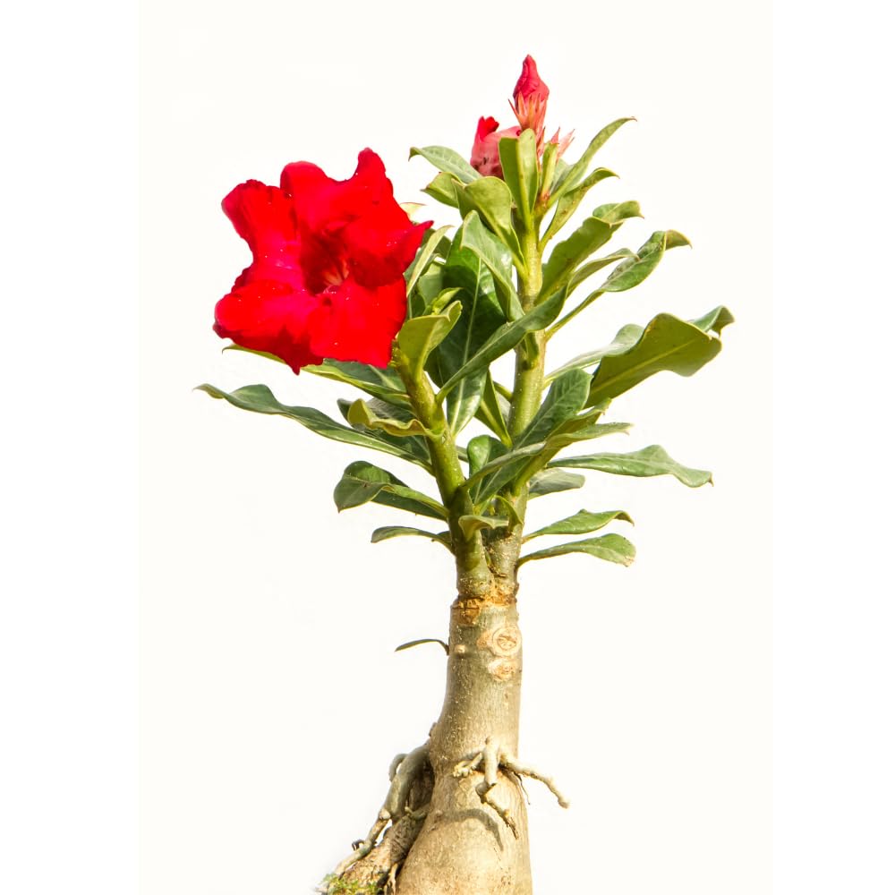 Red Desert Rose Plant Live, Adenium Desert Rose Plant Live, 4 to 7 Inches Tall, Flowering Succulent Plant