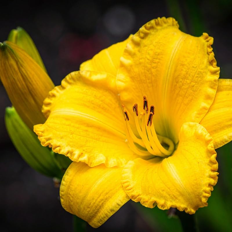5 Yellow Daylily Bulbs, Yellow Daylilies Bulbs Flower for Planting