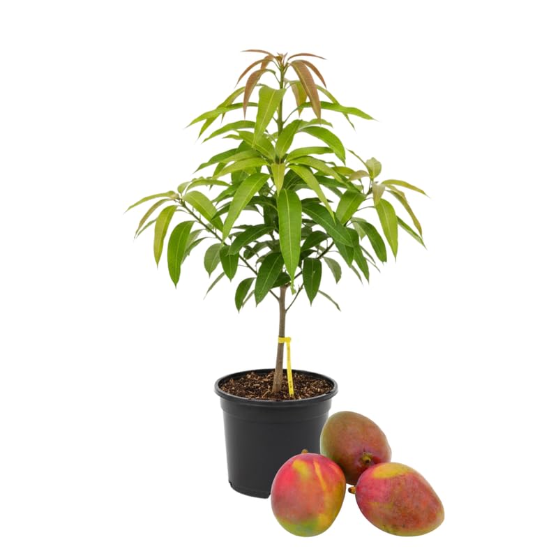 2 Years Old Mango Tree for Planting, Red Mango Plant Grafted in 3 Gallon Pot, Sweet, Fast-Growing Tropical Tree Seedlings for Outdoor Garden
