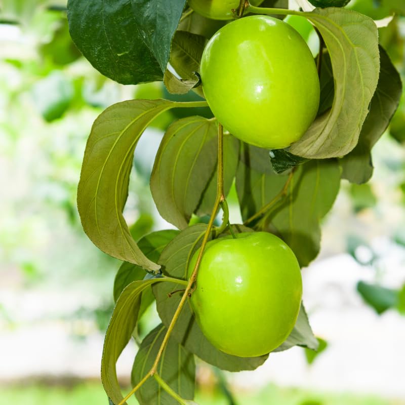 Thai Jujube Fruit Tree Plant, Sweet Fruit Tree, 1 Feet Tall in 3 Gallon Pot, Ready to Grow, No Ship to CA