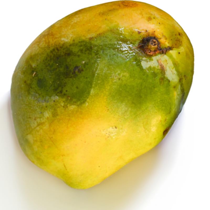 Ugly Mango Tree Live Plant, Fully Rooted in 3 Gallon Pot, Tropical Mango Fruit Tree for Indoor or Outdoor Growing