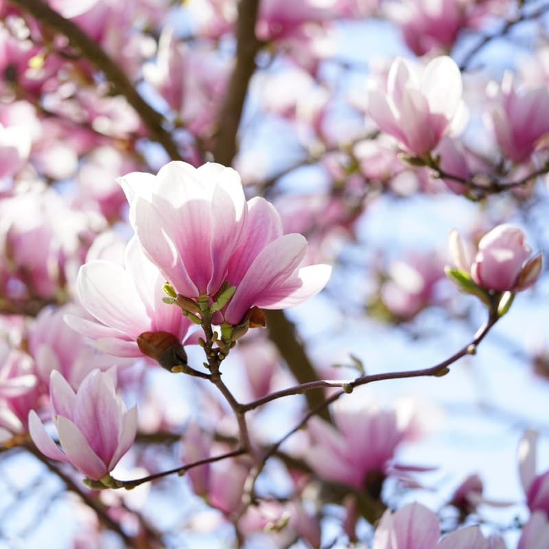 Jane Magnolia Tree Live Plant, Magnolia Flowering Tree for Outdoor Garden, Pink Purple Bloom Tree for Yard, Landscape or Garden Planting, 2-3 Feet in 3 Gallon Pot, No Ship to CA