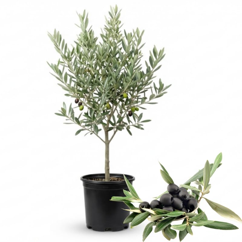 Olive Tree in 3 Gallon Pot, 2-3 Feet Tall Live Plant Olive Fruit Tree, Hardy Perennial, No Ship to CA