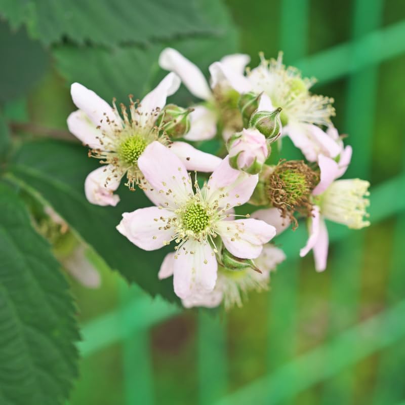 2 BlackBerry Bushes Live Plant, Sweet, Thornless, High Yielding Berries for Outdoor Planting, Fully Rooted 4-7 Inches (Ouachita)