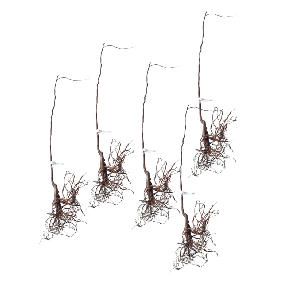 5 Live Redbud Tree Seedlings 1–2 Ft Tall, Hardy Ornamental Red Bud Trees Roots, Pink Spring Blooms
