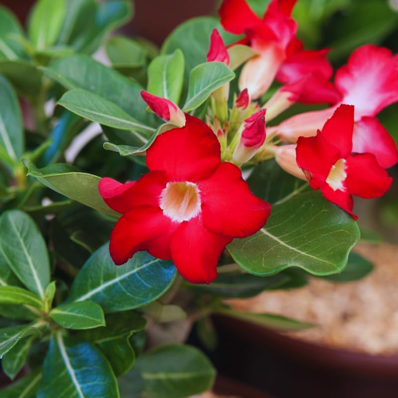 Red Desert Rose Plant Live, Adenium Desert Rose Plant Live, 4 to 7 Inches Tall, Flowering Succulent Plant