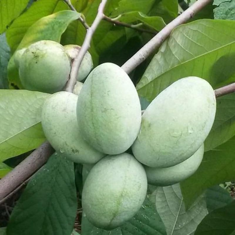 Pawpaw Tree Live Plant, Hardy Paw Paw Plant, Quart Pot, Fruit Tree