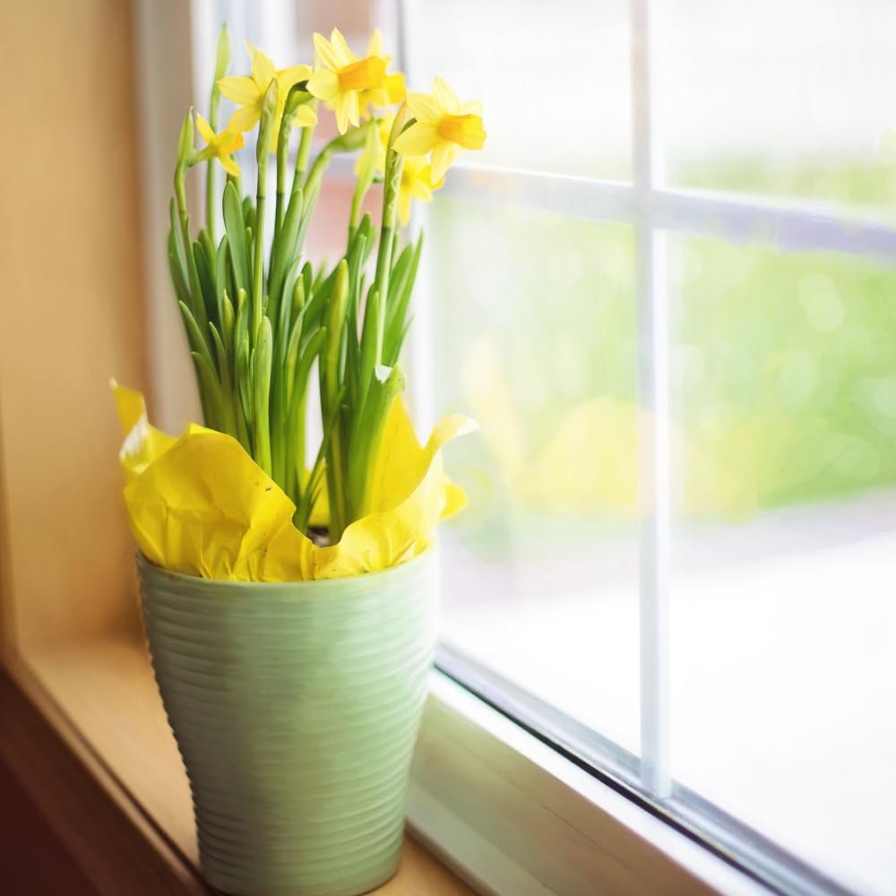 50 Top Size Daffodil Bulbs for Planting, Bulk Blooming Narcissus, Spring Bloom, Fall and Year-Round Planting, Cold Hardy, Large Bulbs