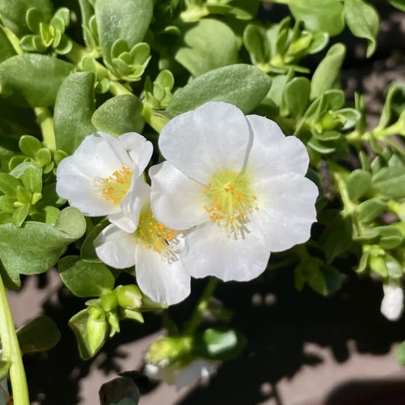 4 White Moss Rose Plants Live, Portulaca Ground Cover Flowers, 4-6 Inch Tall Plants for Garden or Containers