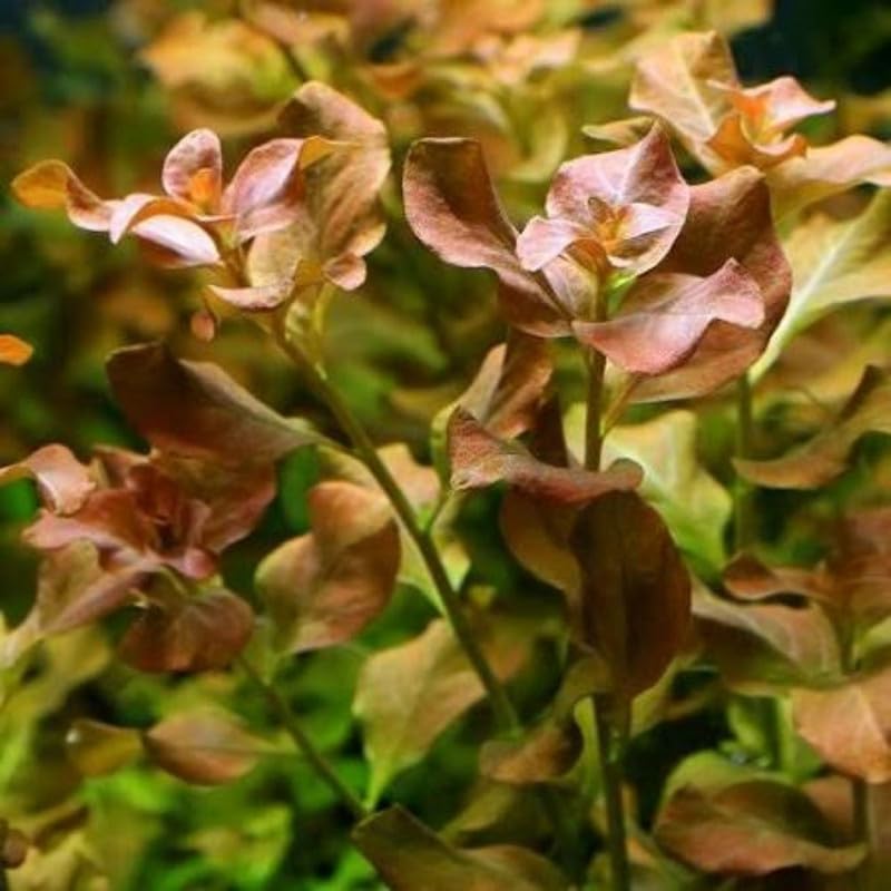 Round Orange Ludwigia Plants Live, 1 Bundle Aquatic Plant