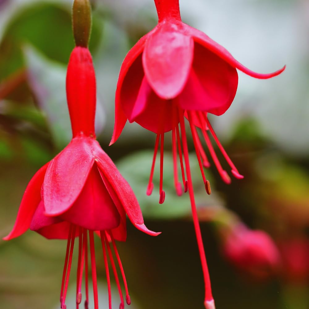 3 Red Fuchsia Live Plants, Fuchsia Plants Live, 4 and 8 Inc Tall, Gardening and Outdoor Patio