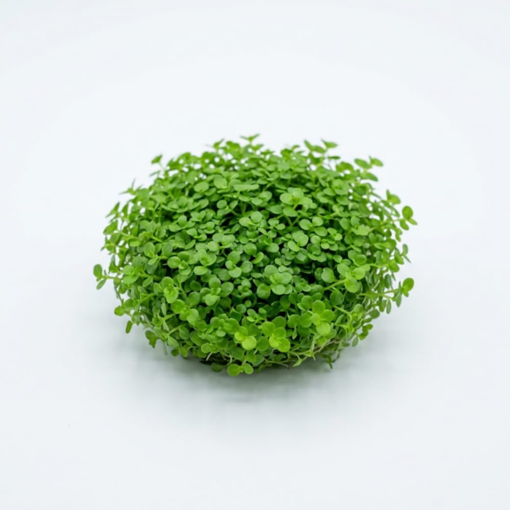 Dwarf Baby Tears Live Aquatic Plant, 1 Portion, Aquarium Plant