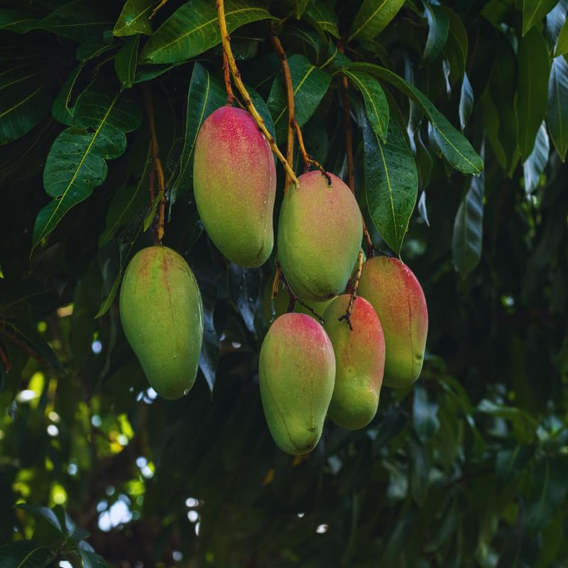 Pink Mango Tree Live Plant, Grafted Mango Fruit Plant Live, Sweet Tropical Fruit Tree Gardening, 2–3 Feet Tall, 3 Gallon Pot, No Ship to CA