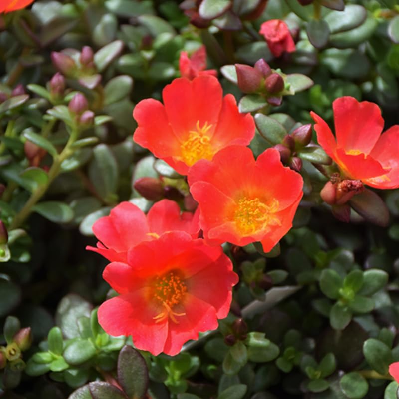 4 Red Moss Rose Plants Live, Portulaca Ground Cover Flowers, 4-6 Inch Tall Plants for Garden or Containers
