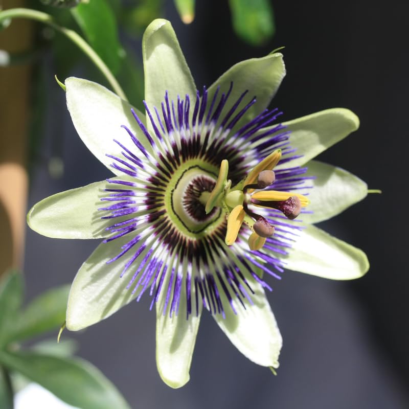 2 Blue White Passion Flower Plants, 4-8'' Tall Red Passiflora Plant Vine for Planting, Vibrant Passion Flower Starter Plant for Home Garden and Containers, Well Rooted to Grow
