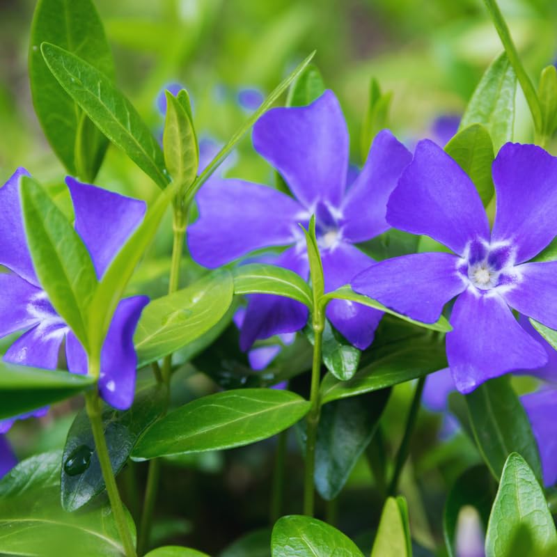 48 Vinca Plants, Vinca Minor Ground Cover Plant Periwinkle Plants Live, 6 to 8 Inc Tall, Vinca Well Rooted for Garden