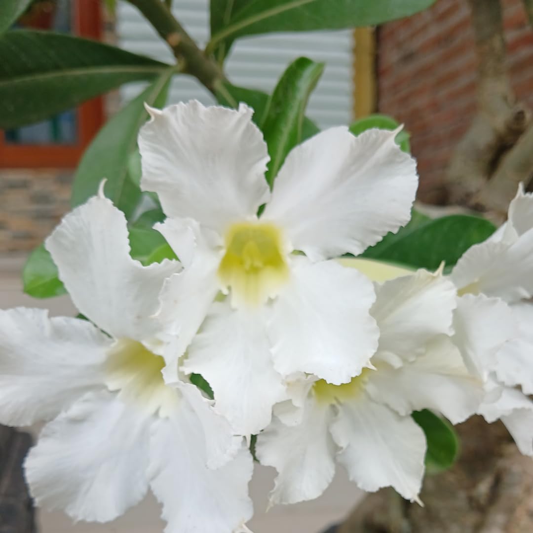 Live Desert Rose Plant, Adenium Obesum Desert Rose, Flowering Succulent, 4-7 Inches Tall for Indoor or Outdoor Planting (White Desert Rose)