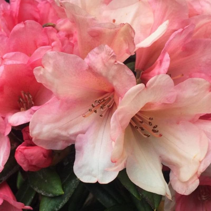 Pink Peach Color Rhododendron Plant Live, Azalea Plants, Rhododendron Azalea Bushes Ready to Plant, Live Shrubs for Outdoor Planting