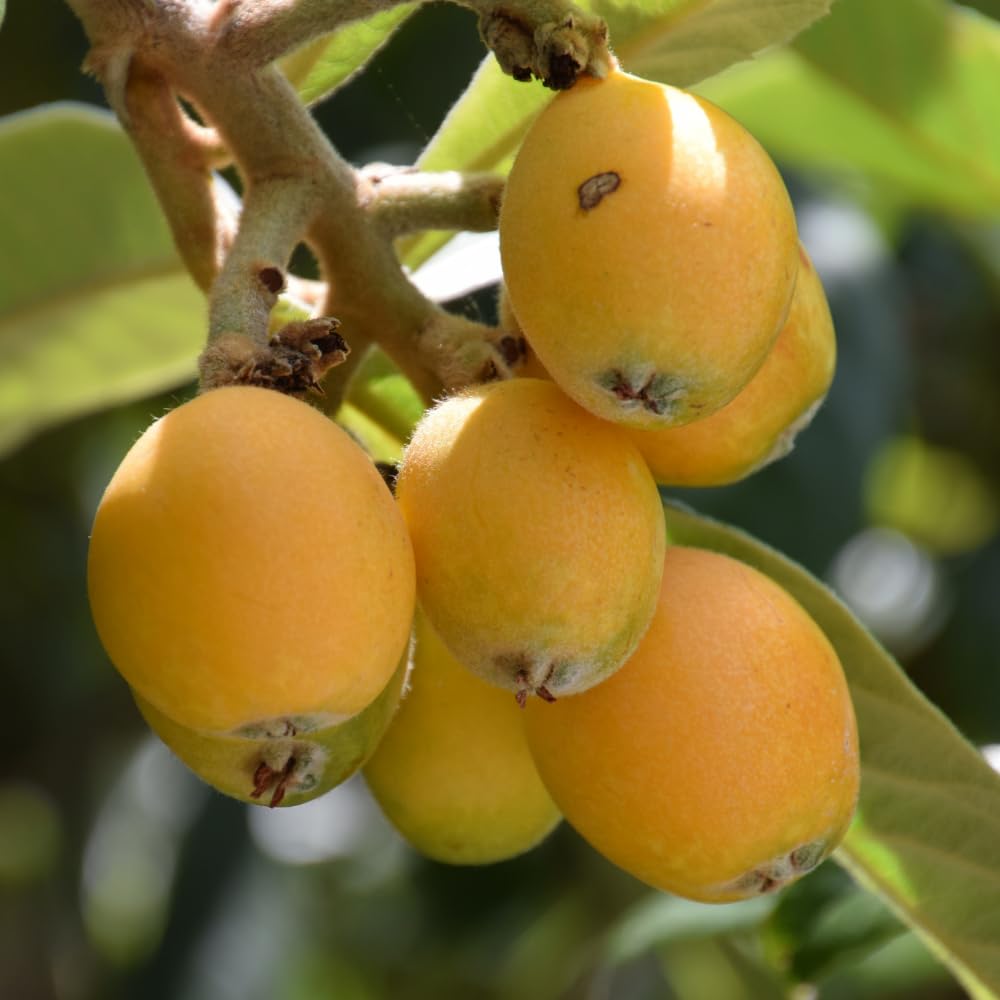 Golden Loquat Tree Live Plant, Loquat Fruit Tree, 2 Feet Tall, 3 Gallon Pot, Sweet Tropical Fruit Tree for Outdoor Gardening, No Ship to CA