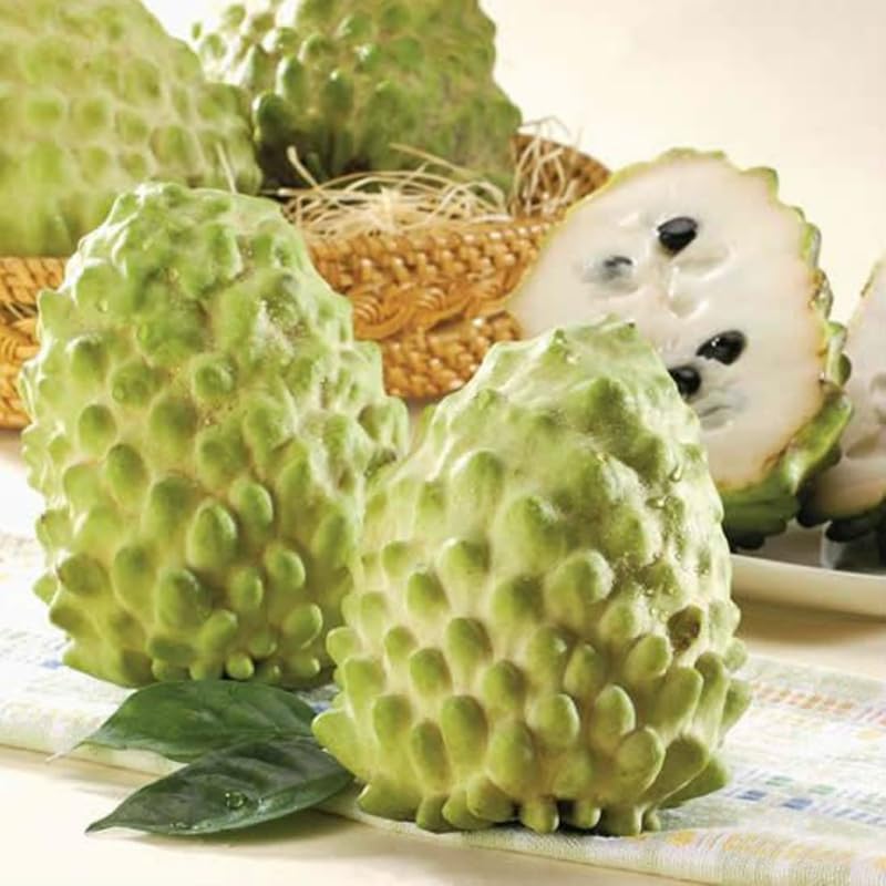 Sugar Apple Tree Live Plant in 5 Gallon Pot, 3-4 Feet Tall, Sweet Custard Apple Fruit Tree, Tropical Annona Squamosa Tree
