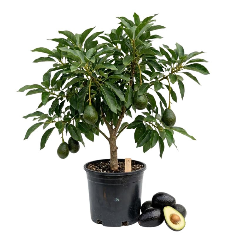 Light Green Avocado Tree Live Plant in 3 Gallon Pot, 1-2' Tall, Avocado Fruit Tree, Cold Hardy for Planting, No Ship to CA