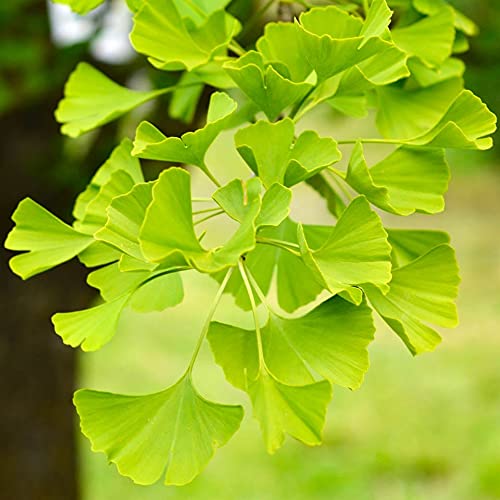 Live Ginkgo Tree in Quart Pot, Hardy Ornamental Tree with Golden Fall Foliage, Outdoor Growing, Dormant in Winter