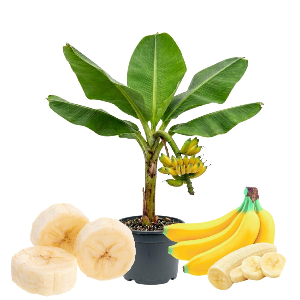 Dwarf Cavendish Banana Live Plant, Cold Hardy Fruit Tree, 1-2 Feet in Gallon Pot, Tropical Fruit for Outdoor Growing, No Ship to CA