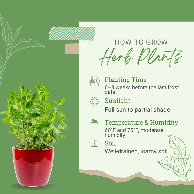 3 Edible and Fragrant Herb Plants Live, Assorted Varieties, 4-8 Inches, Random Herbs Including Basil, Rosemary, Lemon Balm, Mint and Other Herbs