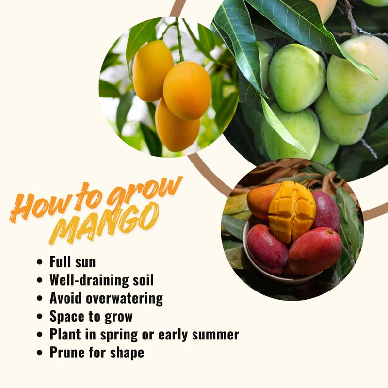 2 Years Old Mango Tree for Planting, Yellow Red Mango Plant Grafted in 3 Gallon Pot, Sweet, Fast-Growing Tropical Tree Seedlings for Outdoor Garden