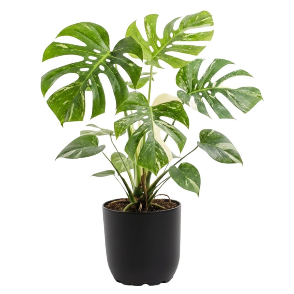 Thai Constellation Monstera Live Plant 4-6 Inch Tall, Live Thai Constellation Monstera Houseplant for Planting Indoor, Variegated Houseplant