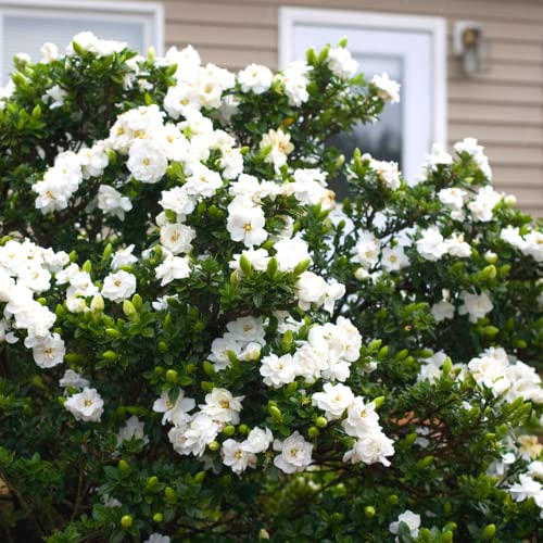 3 Frostproof Cape Jasmine Plants Live, 5 to 8 Inches Tall, Gardenia Jasmine Vine Plant for Gardening and Outdoor Patio